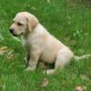 AKC English Labrador Retriever puppies