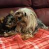 Wiggling Tails -  Home Raised Yorkies