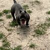 10 months old female micro bully