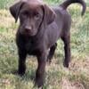 Beautiful Chocolate Lab AKC