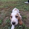  Akc Basset hound puppies 