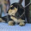 Dachshund puppy, black & cream