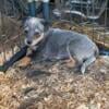 Australian Cattle Dog / Blue Heeler