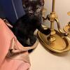 Kitten - 8 weeks