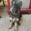 Show line German shepherds puppy from imported parents