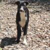 Border collie pups ready for homes, portlsnd, Vancouver  gorge