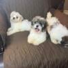 Bichon frise shichon teddies for sale