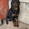 Full blooded Rottweiler puppies