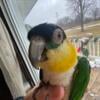 Black headed caique parrot