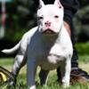 2x DoughBoi 4 month old American Bully puppies For Sale