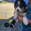 Standard Australian Shepard REDUCED