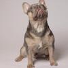 Female French Bulldog