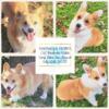 Upcoming CKC Pembroke Welsh Corgi Litter