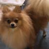 3 year old Female Pomeranian