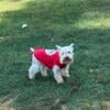 miniature schnauzer white