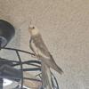 7 month old male cockatiel