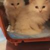 CFA All white Persian Kittens male and female now ready