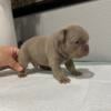 French Bulldogs Puppies AKC Registered