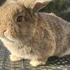 Young Holland Lops