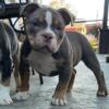 Beautiful lilac tri American Bully looking for a home.