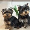 Boy Yorkie