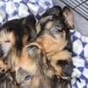 Miniature wired Hair Daschund puppies