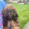 ian  SWEETEST AND BEAUTIFULEST SHIH TZU BABY YOU WILL EVER SEE