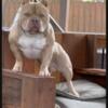 American Bully for sale or trade to a good home