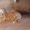cockapoo puppies