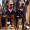 AKC Bloodhounds for Stud