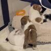 Chihuahua puppies