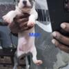 XL Bully pups (American Staffordshire Terrier)