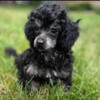 Tiny Toy Poodle stud