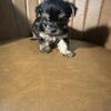 Purebred yorkie puppies