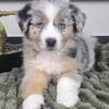 Mini Australian Shepherd puppies