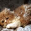 Beautiful Doll Face Persian Kitten 