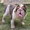 English Bulldog for STUD