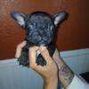 Akc Tiny french bulldog puppies