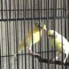 Russian canary babies