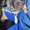 BABY FRENCHIESSSSS!!! 