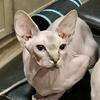 Male Sphynx
