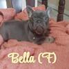Frenchie Puppy