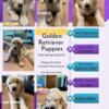 AKC Golden retriever puppys