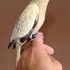Handfed Cockatiel Babies