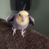 2.5  year old male Cockatiel