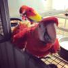 Breeding Macaws & eclectus parrots