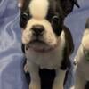 Boston Terrier Babies