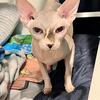 Blue eyed hairless male sphynx and female sphynx (possibly PREGNANT for rehoming)