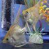 Angelfish
