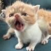 Exotic shorthair kittens CFA adorable